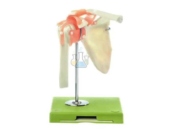 Functional Of The Shoulder Joint Model